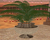 Oasis / Plant