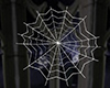 spider web with poses