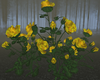 BR Yellow Roses Bush