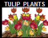 TULIPS VARIGATED PLANTS