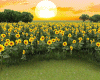 𝐼𝑧.Sunflower