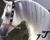 7T* White horse