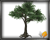 (ED1)Big tree