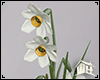 Narcissus in a vase