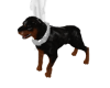 Y2K CHROME PET ROTT!