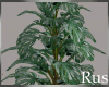 Rus Leaf Plant