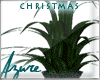 *A*Christmas Plant 2