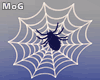 Spider Web  ~