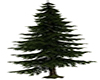 Spruce Tree