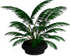 Large Plant- Black Pot