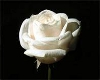Fallin White Rose Pedals