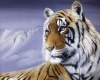 {LDA} 3in1 Prism Tigers2