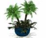 Potted Palm TREE!