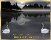 Mystic Lake Love Swans