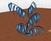 Blue Topaz Plant