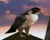 Standing Falcon
