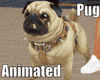 Z* Animated Pug Dog
