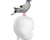 C| Top head Pigeon (F)