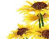 Special Gift Sunflowers