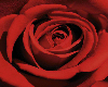 Red Rose Canvas
