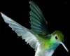 dj green birds