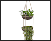 Hanging Plants ~