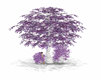 Purple Lilac Tree