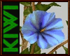 Blue hibiscus plant
