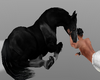 Horse Black Animated