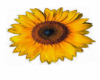 sunflower rug