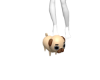 Dumb Pug