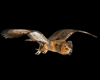[Filler]Owls