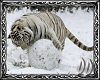 ~DD~ White Tiger Pic 1