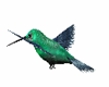 Green Humming Bird