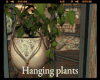 *Hanging Plants