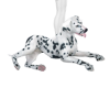 C| Dalmatian F (PET)