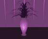 (T)Lilac Dreams plant
