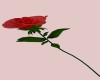 llAr Rose flower