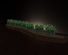 planter 1