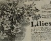 lilies
