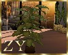 ZY: Modern House Plants