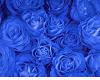 Blue Roses