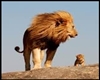 ".Lion Poster."Descend