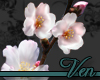 [v]Cherry Blossom Branch