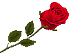 Large Red Rose