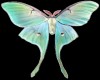 ~D~ Lunar Moth