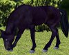 Ani Poseless Blk Horse