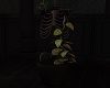 Hecate Plant