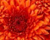 Orange Flower BT