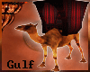 (K) Gulf Bedouin Camel